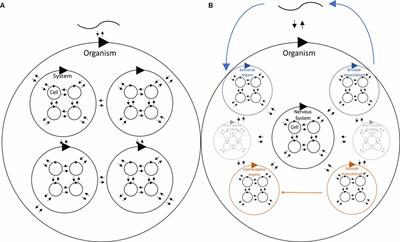 The Energy Homeostasis Principle: A Naturalistic Approach to Explain the Emergence of Behavior